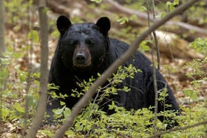 En diciembre comenzará la primera temporada de caza de osos en Florida en 10 años