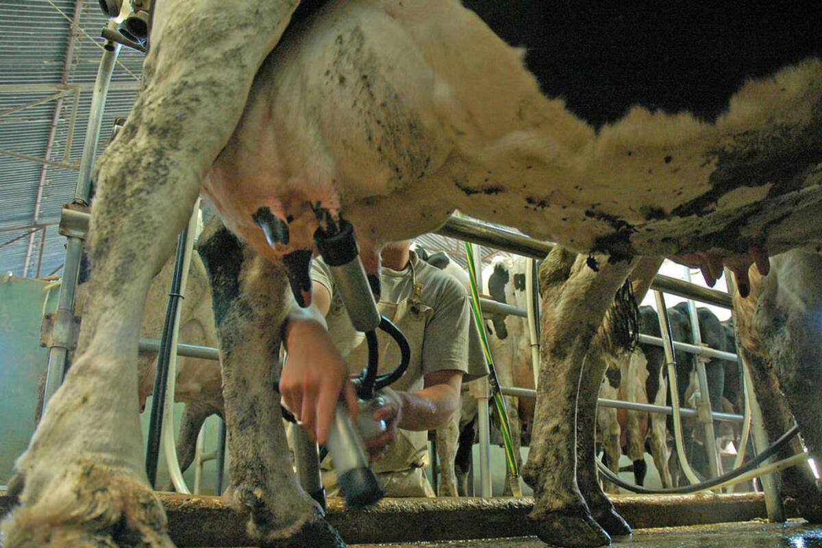 En diciembre y enero próximo el precio de la leche debería llegar una recomposición al productor, de la mano de la caída estacional de la oferta de leche, donde el negocio de la exportación tiene margen para que ello suceda