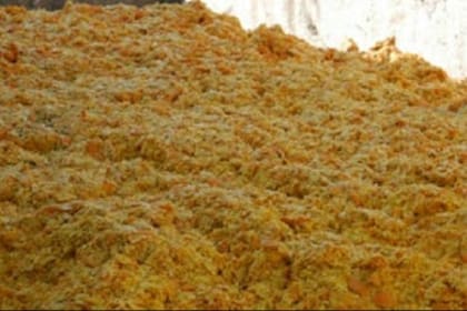 En diferentes experiencias de campo se observa que el bagazo fermentado posee mayor aceptación por parte de los animales que el fresco