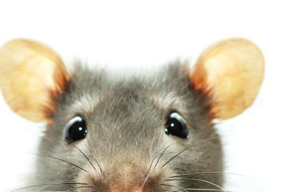 En distintas culturas orientales, las ratas simbolizan la buena fortuna material y espiritual