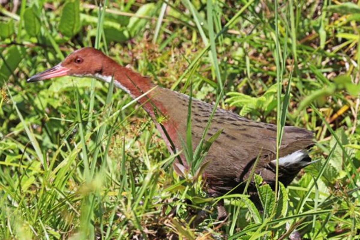 En dos ocasiones, el rálido de garganta blanca de Madagascar evolucionó en forma independiente hasta perder la capacidad de vuelo