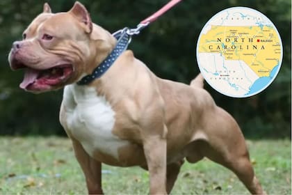 En dos pueblos de Carolina del Norte no se permiten los pitbulls