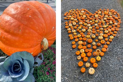 En EE.UU. es época de cosecha de calabazas y se usan para "ahuyentar" a los malos espíritus.
