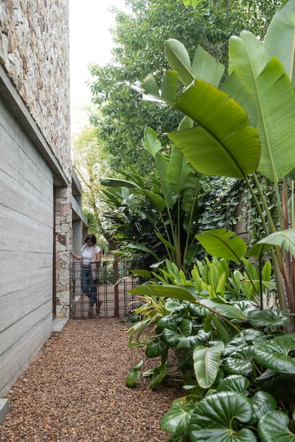 En el acceso lateral se utilizó canto rodado, que combina con
el revestimiento de piedra de la casa. Además, el perfume del Hedychium coronarium acompaña durante los días de verano y otoño.