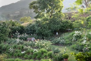 En el acceso, un jardín de rosas, pasión de la dueña de casa