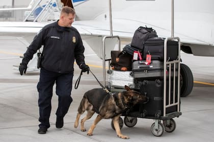 En el Aeropuerto Metropolitano de Detroit, un pasajero fue retenido tras querer transportas una gran cantidad de moluscos vivos