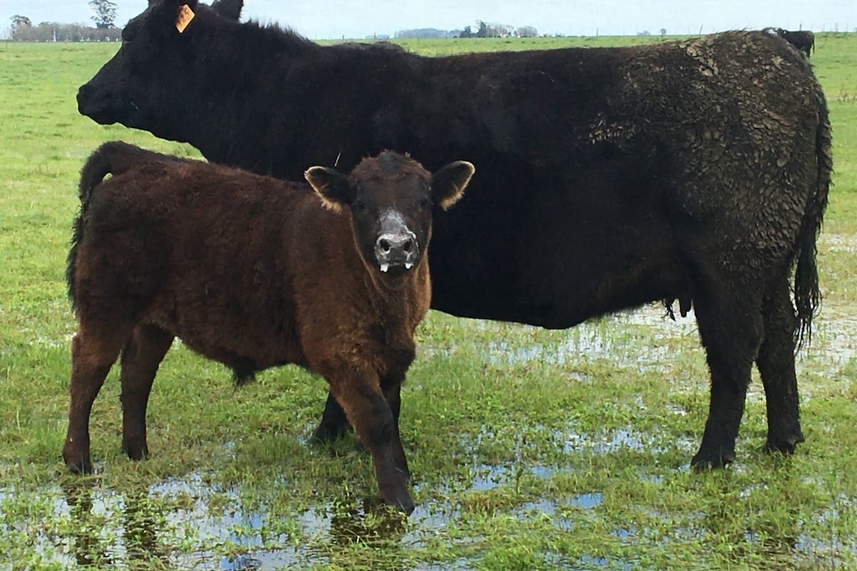 En el agro piden que las restricciones no afecten a la producción