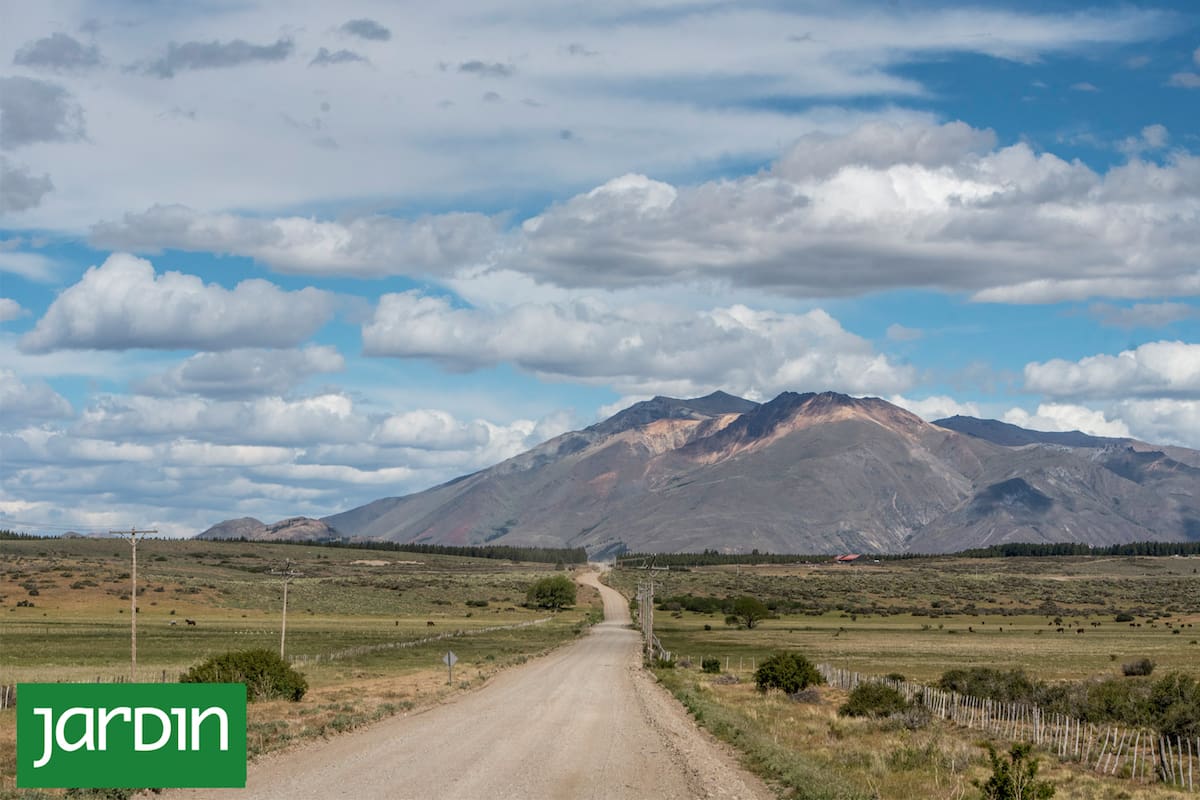 En el Alto Río Percy, la convivencia entre especies nativas y exóticas modela un paisaje donde la transición se vuelve protagonista