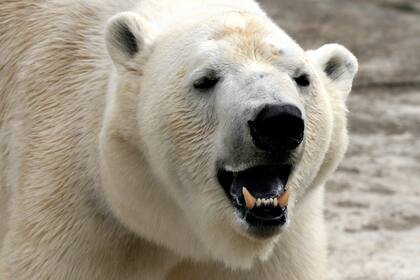 En el archipiélago de Belushya una manda de lobos marinos invadió una aldea.