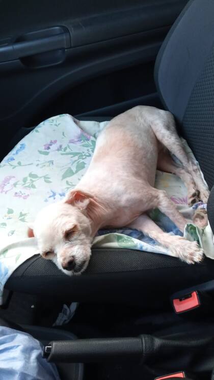 En el auto, camino a la casa de Mirta, luego de haber estado en observación en la veterinaria.