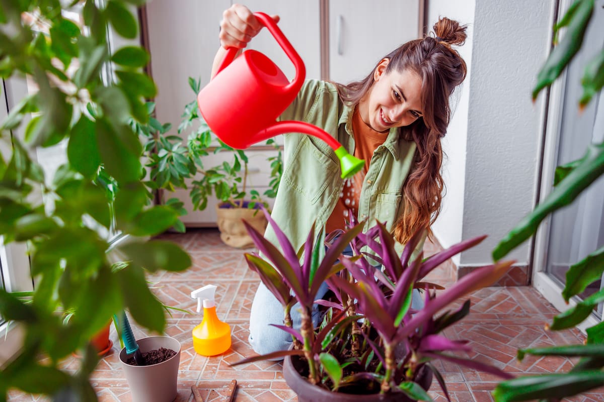 En el balcón se sugiere colocar la planta mirando hacia fuera, dirigida hacia la calle, otros edificios o la zona de mayor movimiento emocional