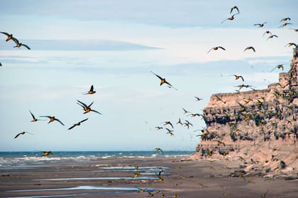 En el balneario El Cóndor, a 30 kilómetros de Viedma, hay 37.000 nidos de loros barranqueros