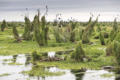 En el Bañado La Estrella los árboles secos son cubiertos por enredaderas. Se conoce a ese ambiente como “champales”