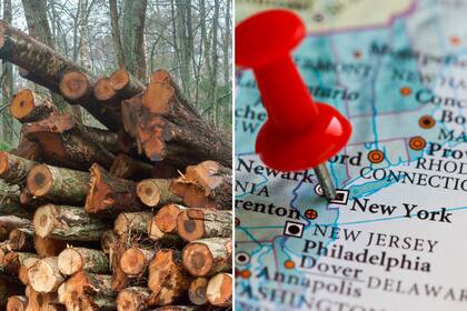 En el barrio de College Point, Queens, una disputa vecinal por la vista al mar escaló a una investigación pública tras revelarse la tala de árboles en terrenos de Powell’s Cove Park