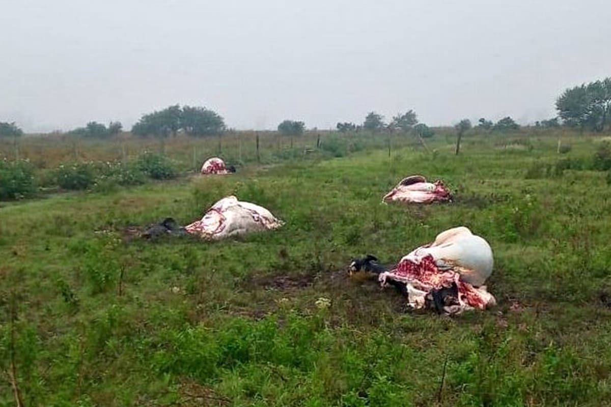 En el campo "Don Pedro" delincuentes faenaron seis vacas lecheras y se llevaron selectivamente partes de la carne