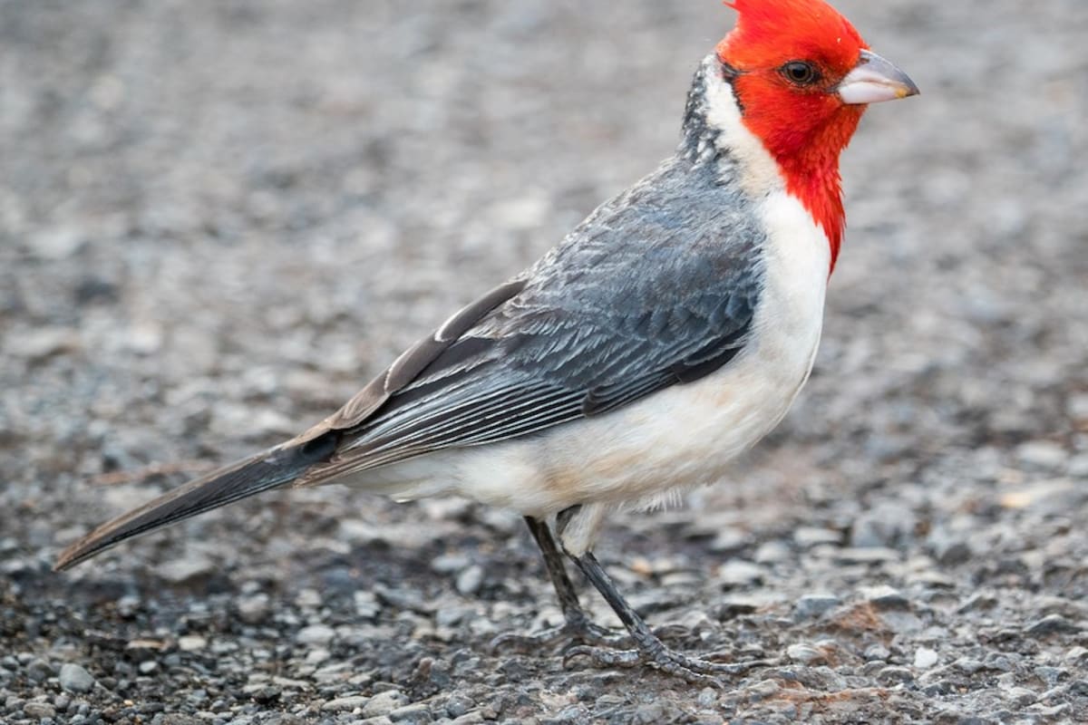 En el campo, la aparición del cardenal rojo está ligada al plano espiritual (imagen ilustrativa)