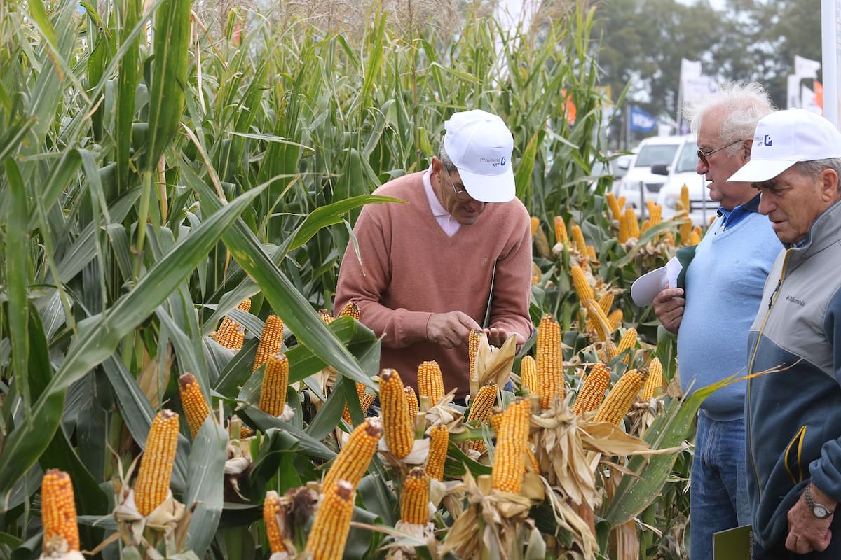 En el campo las decisiones son constantes.