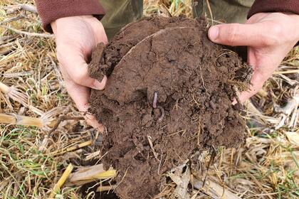 En el campo se caracterizan por las buenas prácticas agrícolas