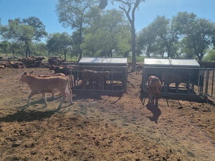 En el campo se organizó un sistema de creep feeding