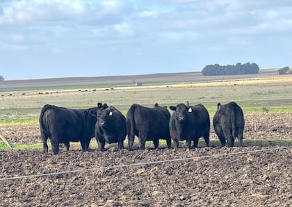 En el campo tienen objetivos claros para la producción