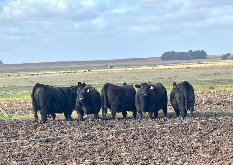 De campos difíciles al Gran Campeón Macho Angus en Palermo