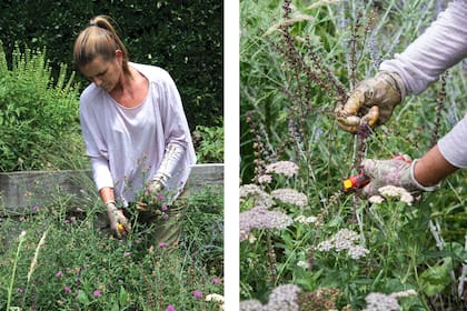 En el cantero naturalista no se habla de poda, sino de "ajustes". La poda deja espacio para otras plantas y da forma. Es el caso de la Centaurea nigra, una herbácea perenne muy vigorosa. Otra es la poda de limpieza, que se realiza por ejemplo a las achileas, plantas muy floríferas que colonizan y cubren el suelo, ampliando el tamaño de la mancha.