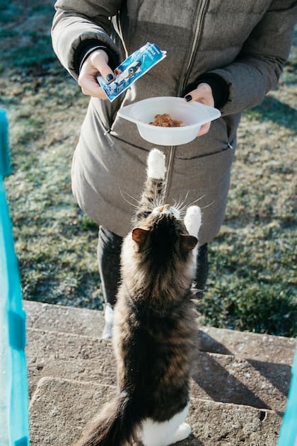 En el caso de los felinos, esta enfermedad se asemeja a la diabetes tipo 2 en humanos