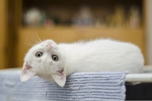 En el caso de los felinos, la felicidad se relaciona con su bienestar físico, emocional y su entorno
