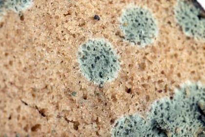 En el caso de los panificados suele aparecer el hongo Rhizopus nigricans (Foto Unsplash)