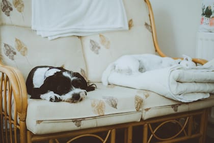 En el caso de los perros, el máximo es de 10 horas