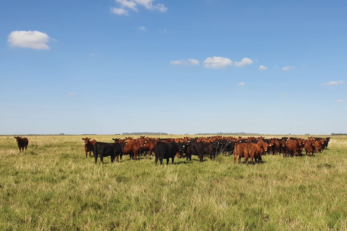 En el caso de retener terneras de propia producción, hay que buscar uno acorde al sistema productivo de cada empresa considerando las vacas que ya se tienen y con el objetivo de mejora en función de lo que demanda el mercado
