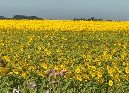 En el caso del girasol, en tanto, el salto será del 24%, a una producción de 6,2 millones de toneladas