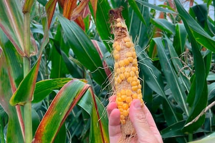 En el caso del maíz, 20% de los consultados comentó que el cereal fue afectado por la enfermedad comúnmente llamada “Spiroplasma”, particularmente en la región centro de Santa Fe