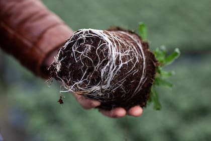 En el caso del uso de fibra de coco, hay que estar atentos a carencias de calcio y magnesio, elementos que no retiene con facilidad.