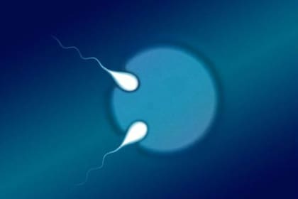 La cuenta de espermatozoides cayó 51% en cinco décadas, según los estudios