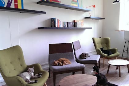 En el Cat Cafe Neko no Niwa prestan especial atención al cuidado de los animales
