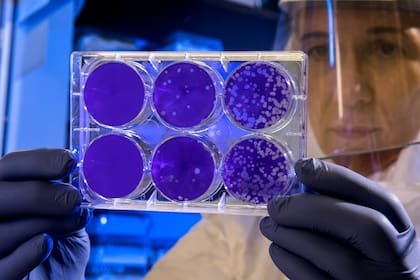 En el Centro de Estudios Farmacológicos y Botánicos de la Facultad de Ciencias Médicas de la UBA están trabajando hace más de ocho años para generar la construcción órganos bioartificiales, que son matrices generadas con células humanas
