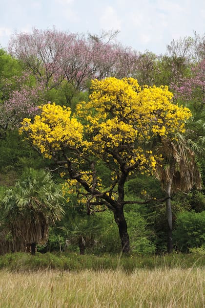En el Chaco Oriental alcanza un protagonismo destacado en el paisaje el paratodo (Tabebuia aurea), un lapacho nativo de floración masiva amarilla, ideal para adornar las plazas y los bulevares urbanos.