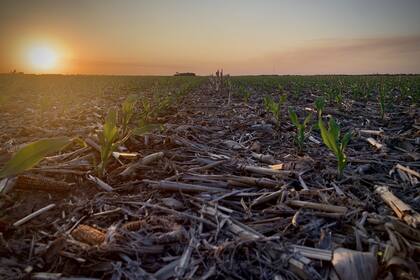 En el contexto climático actual recomiendan escalonar el plan de siembras y no jugarse todo a un maíz tardío