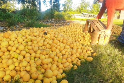En el departamento correntino de Bella Vista, con unas 4500 hectáreas de plantaciones, algunos de los más de 70 productores ya comenzaron a cosechar y a tirar la fruta en los bajos de los campos.