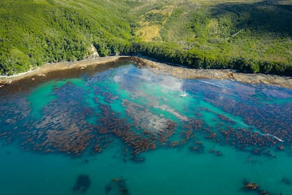 En el Día Mundial del Océano, Península Mitre es un refugio natural que aún no fue protegido por el Estado argentino.