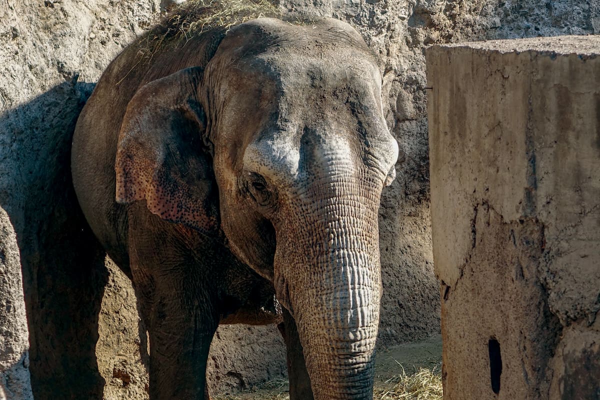 En el Ecoparque de Mendoza, las elefantas viven en una fosa