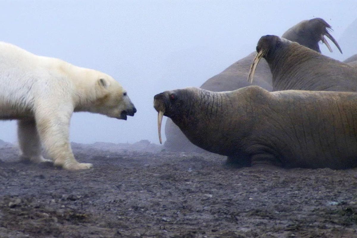 En el episodio "Mundos de hielo" de "Planeta Tierra" se filmó a un oso polar hambriento atacando a una manada de morsas adultas.