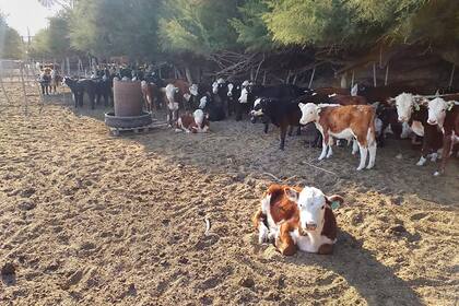 En el establecimiento Doña Rosa el ganado es de raza Hereford