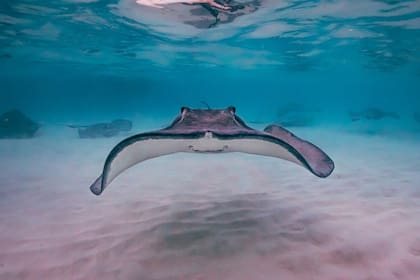 En el estado de Florida se pueden encontrar varios tipos de rayas, y su presencia se dan debido a los climas cálidos