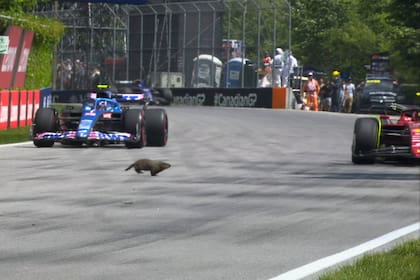 En el F1 de Canadá, una marmota, en el medio del camino, rápida y furiosa...