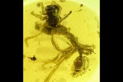 En el fósil se puede ver a la "hormiga del infierno" comiéndose a su presa: una cucaracha