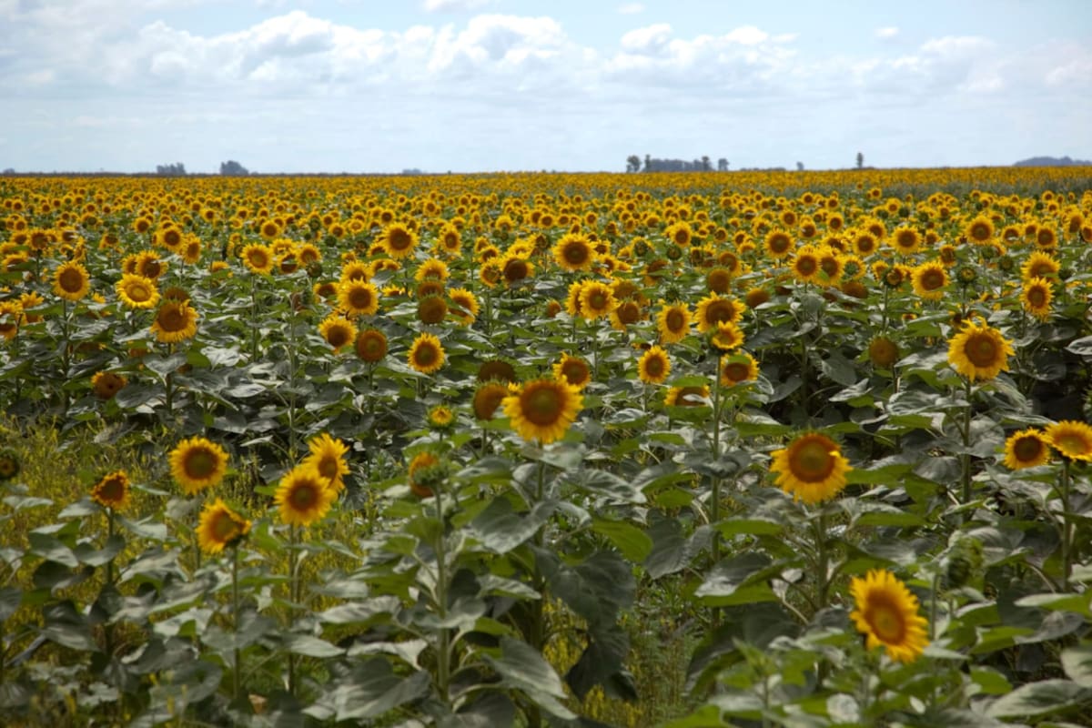 En el Gobierno remarcaron que “la evolución observada consolida a marzo como un mes de fuerte actividad en el registro de exportaciones del complejo agroindustrial”