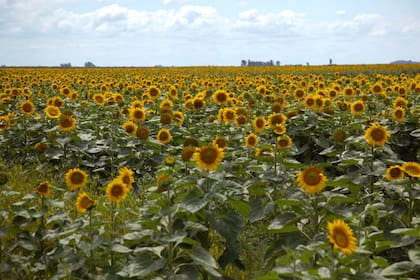 En el Gobierno remarcaron que “la evolución observada consolida a marzo como un mes de fuerte actividad en el registro de exportaciones del complejo agroindustrial”