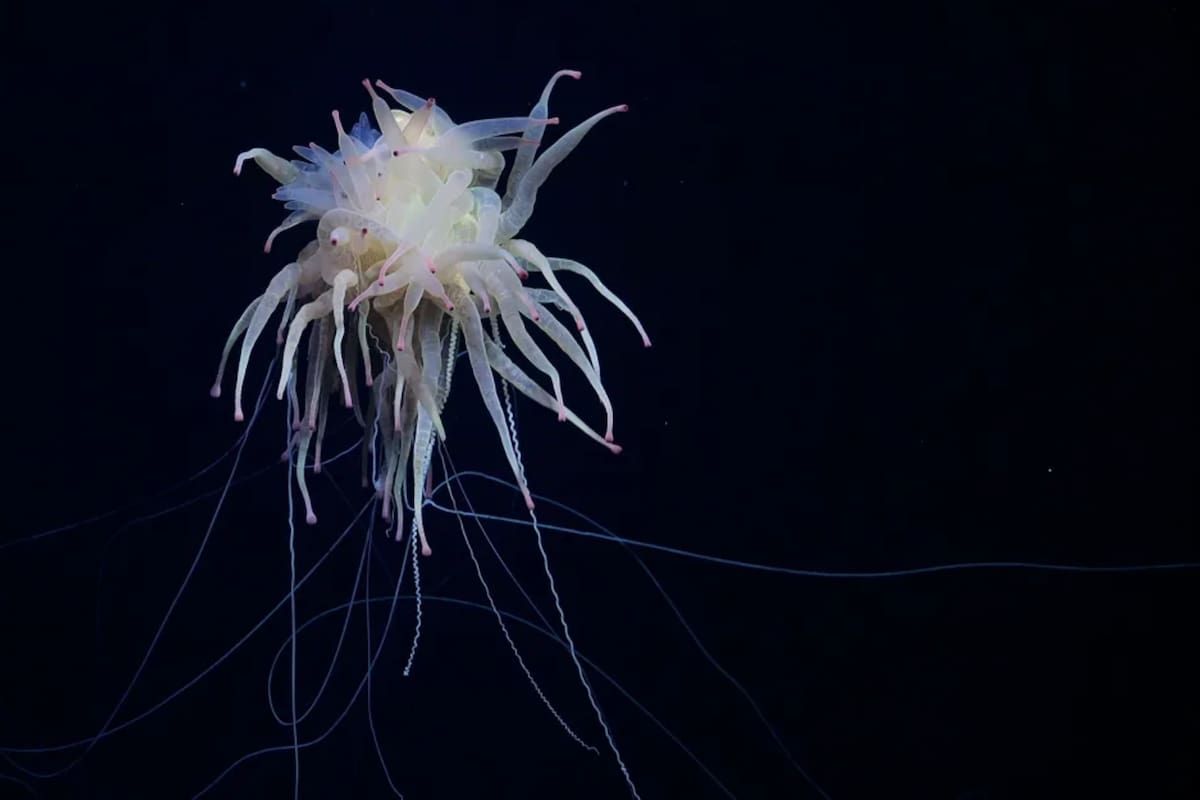 En el hallazgo se constató la presencia de varios ejemplares de Bathyphysa conifera, conocidos como "monstruo espagueti volador", una especie de sifonóforo raramente observado